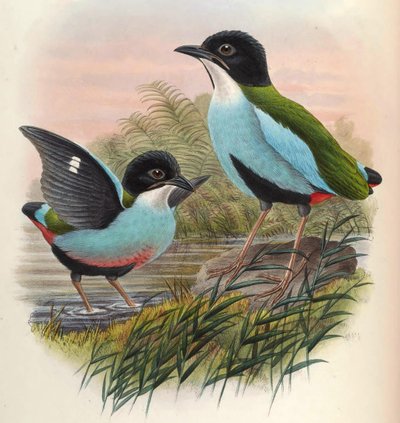 Pitta steerii von John Gould